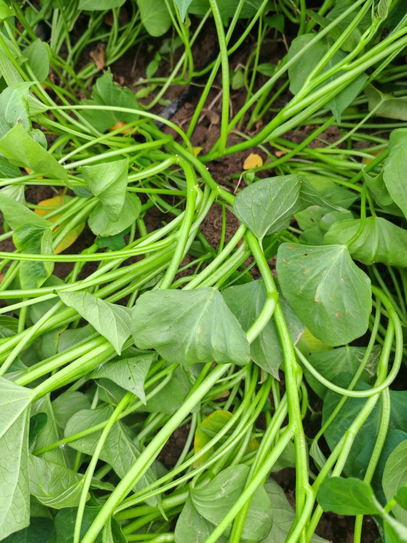 商薯19红薯苗河南基地直供货源充足成活率高欢迎订购
