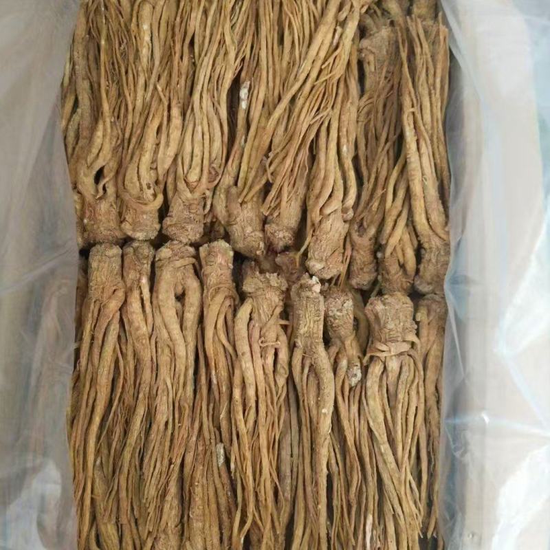 新鲜当归产地直发24小时在线咨询长期有货随时发货