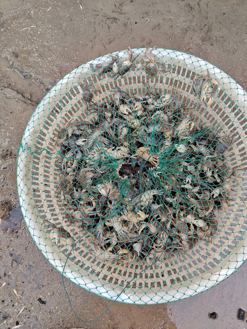 优质量大的海水小海蟹