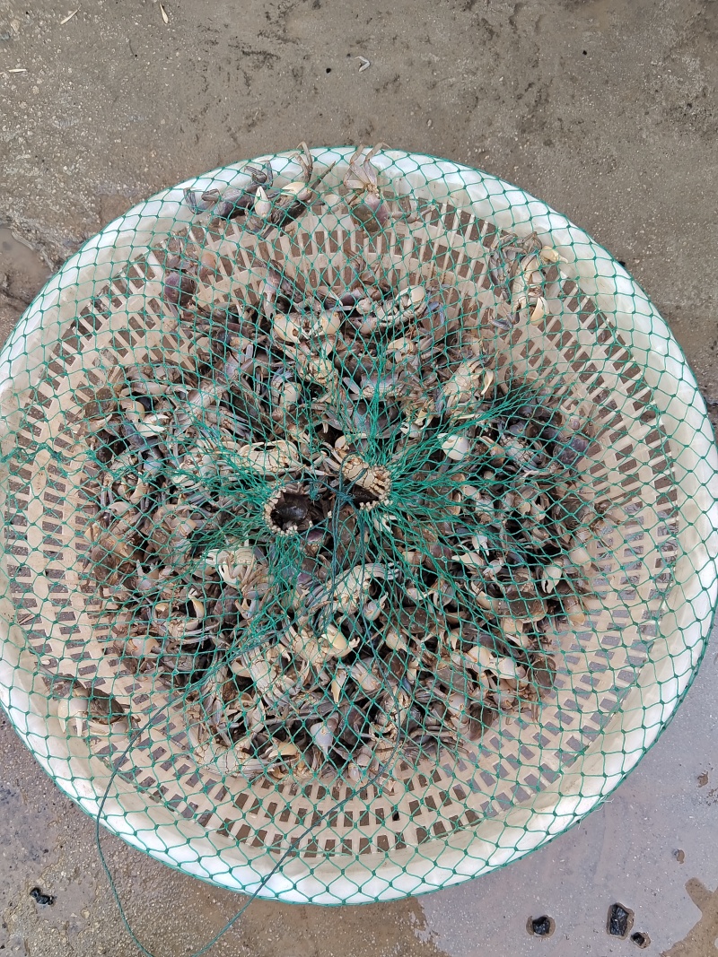 优质量大的海水小海蟹