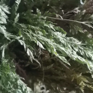 中药材金粉蕨，别名草黄连，金粉蕨，野生选货