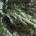 中药材金粉蕨，别名草黄连，金粉蕨，野生选货