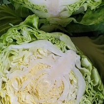 甘蓝