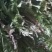 中药材金粉蕨，别名草黄连，金粉蕨，野生选货