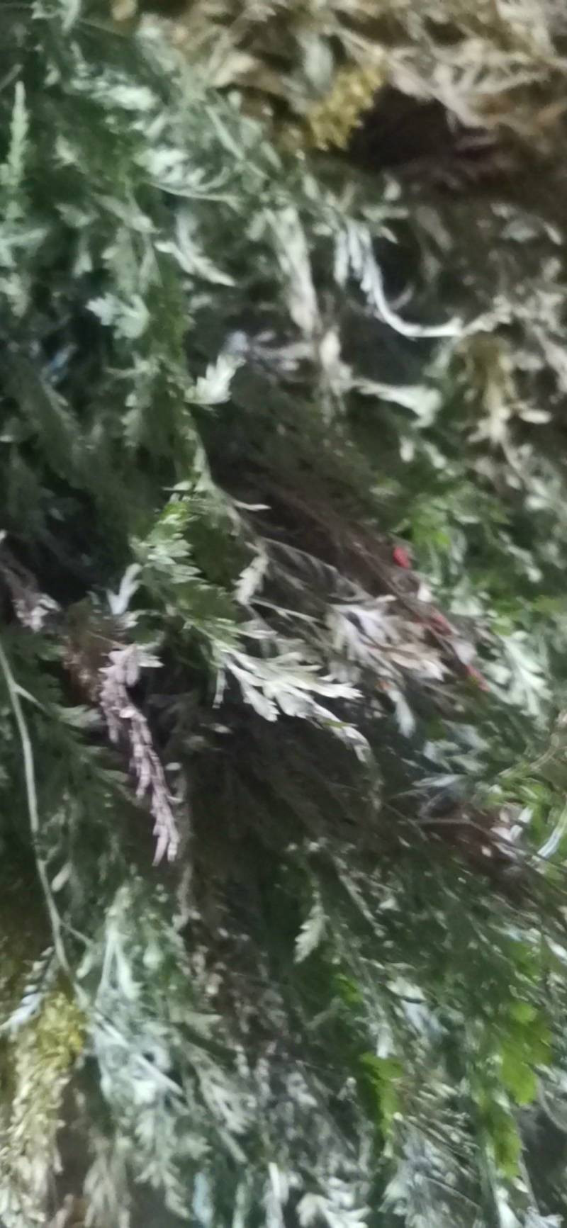 中药材金粉蕨，别名草黄连，金粉蕨，野生选货