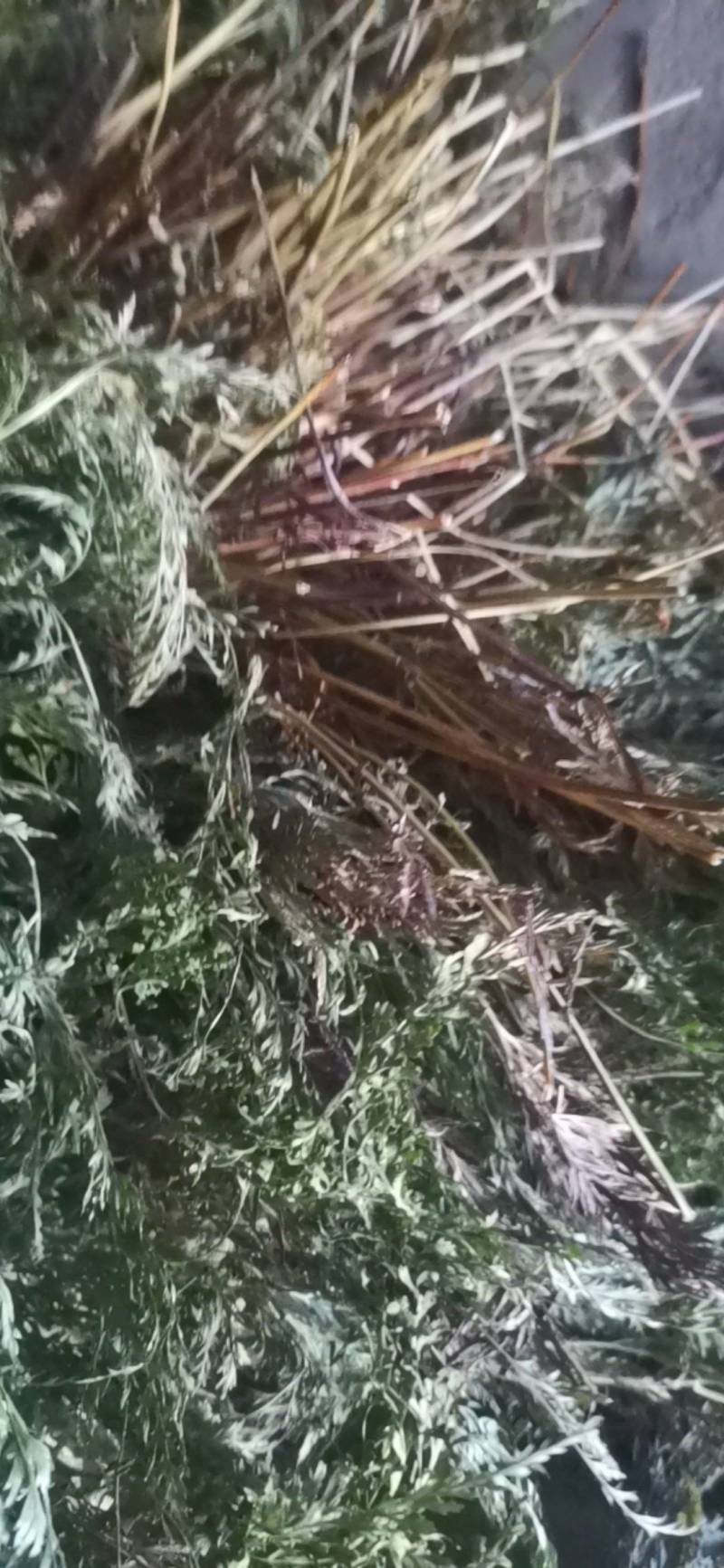 中药材金粉蕨，别名草黄连，金粉蕨，野生选货