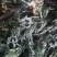 中药材金粉蕨，别名草黄连，金粉蕨，野生选货
