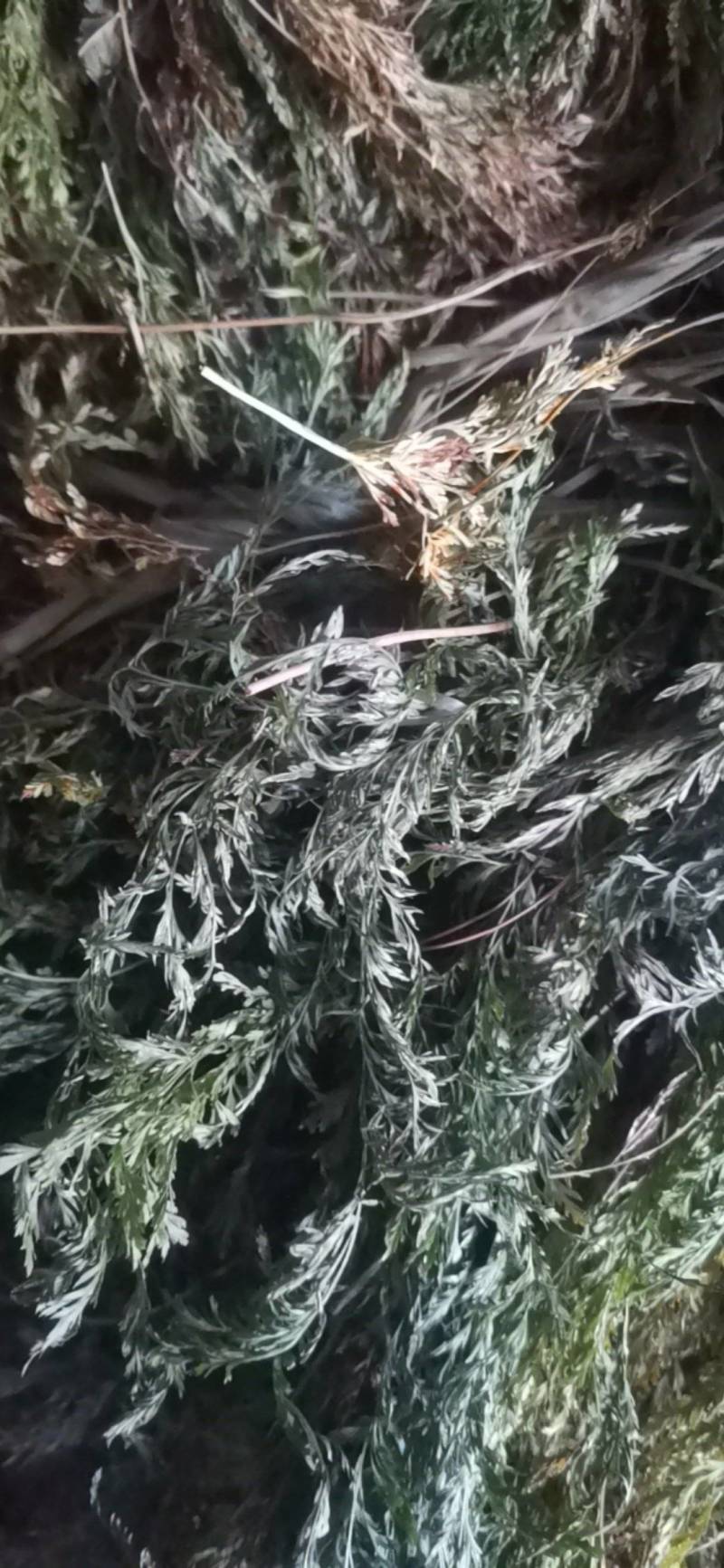 中药材金粉蕨，别名草黄连，金粉蕨，野生选货