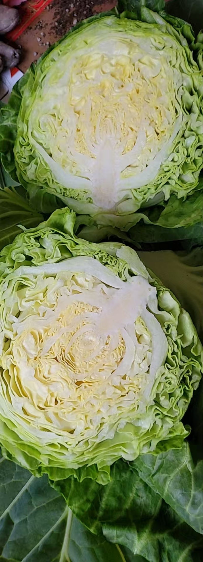 甘蓝