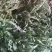 中药材金粉蕨，别名草黄连，金粉蕨，野生选货