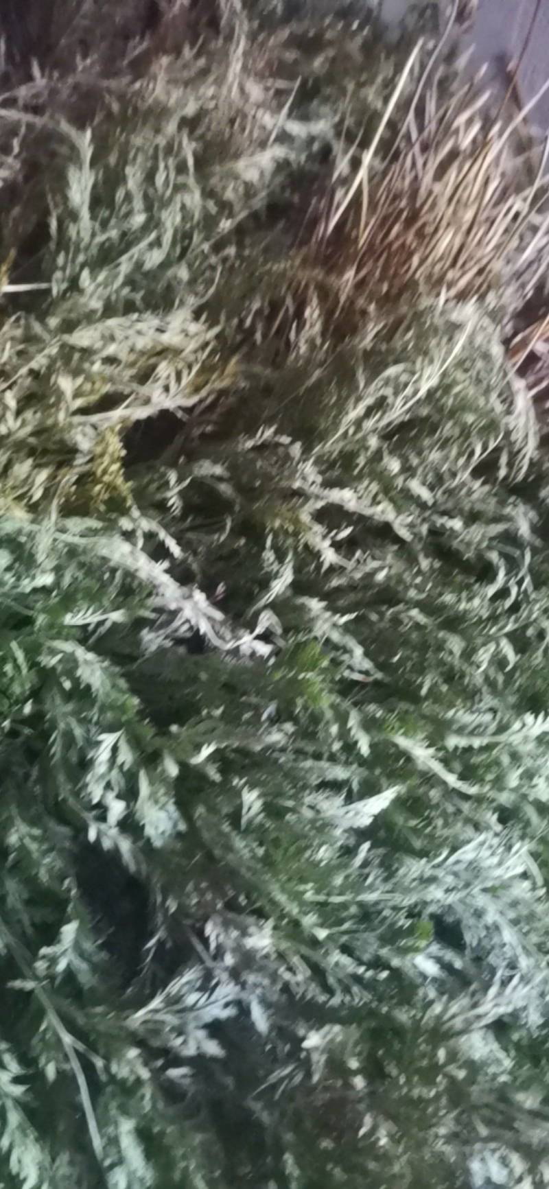 中药材金粉蕨，别名草黄连，金粉蕨，野生选货