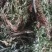 中药材金粉蕨，别名草黄连，金粉蕨，野生选货