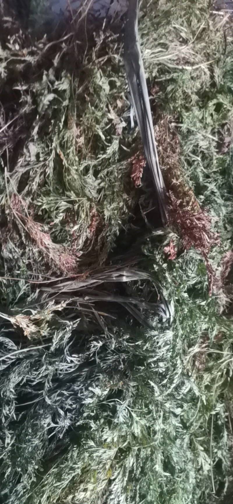 中药材金粉蕨，别名草黄连，金粉蕨，野生选货