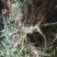 中药材金粉蕨，别名草黄连，金粉蕨，野生选货