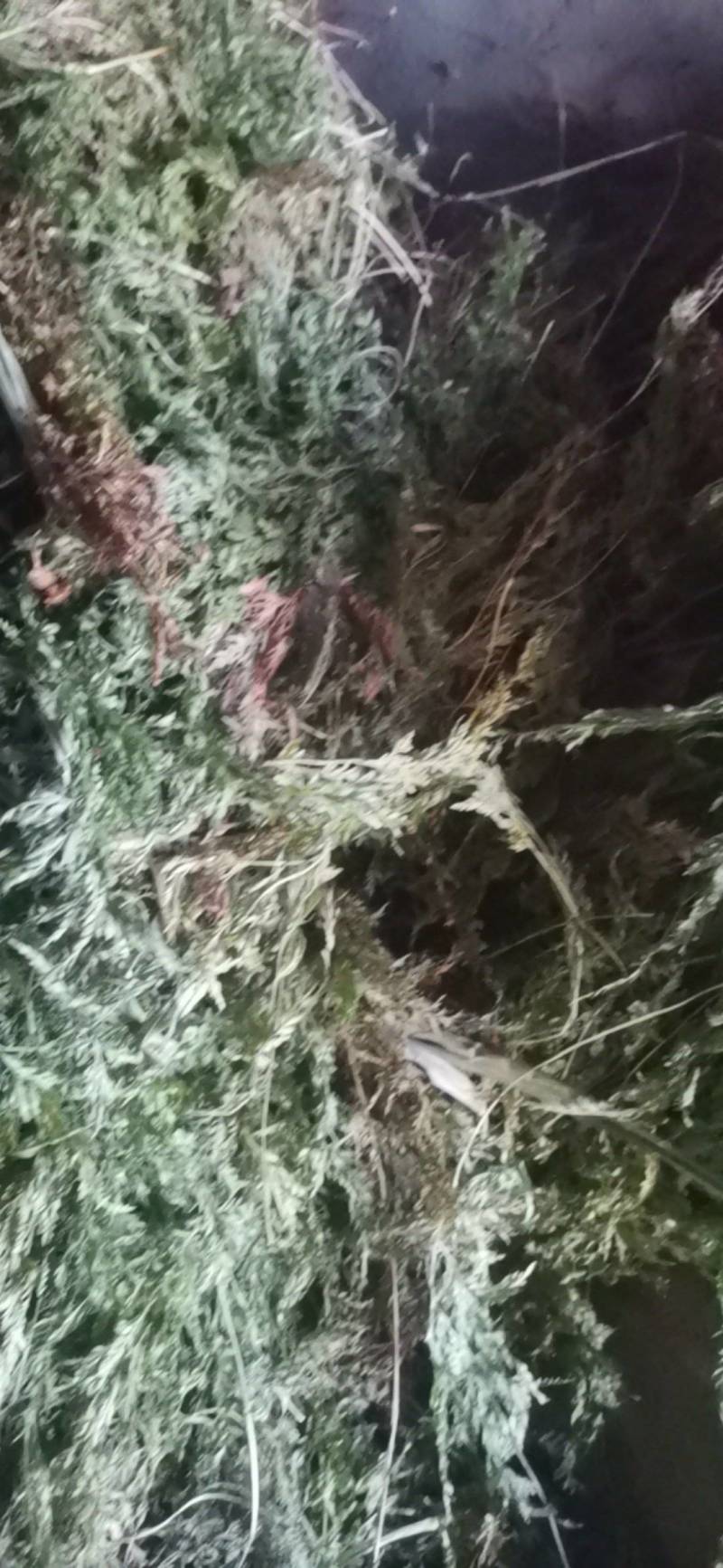 中药材金粉蕨，别名草黄连，金粉蕨，野生选货