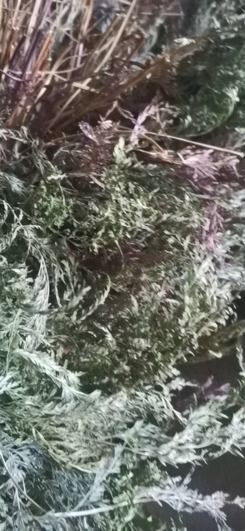 中药材金粉蕨，别名草黄连，金粉蕨，野生选货