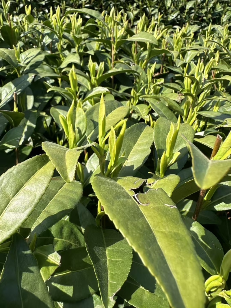 安吉白茶黄金芽浙江安吉白茶