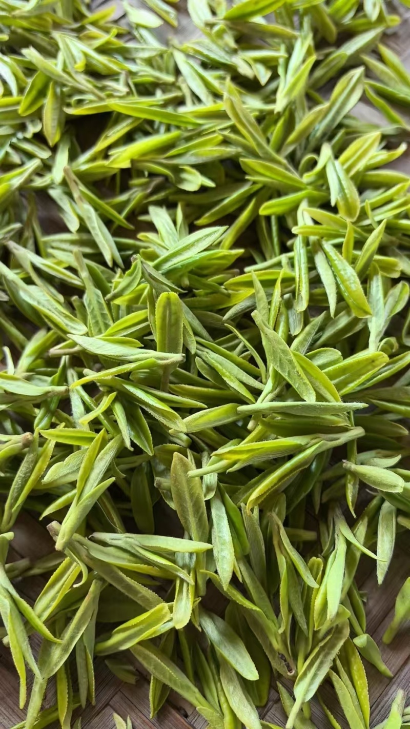 安吉白茶黄金芽浙江安吉白茶