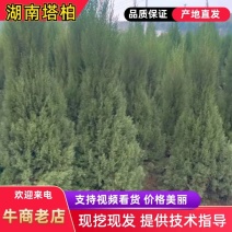 湖南湘潭精品塔柏柏树，一手货源，现采现挖存活率高欢迎咨询
