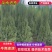 湖南湘潭精品塔柏柏树，一手货源，现采现挖存活率高欢迎咨询