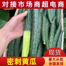 夏邑黄瓜大量上市中全国发货量大从优价格美丽
