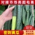 夏邑黄瓜大量上市中全国发货量大从优价格美丽
