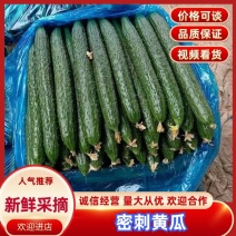河南夏邑，密刺黄瓜，产地直发，大量供应，一手货源，