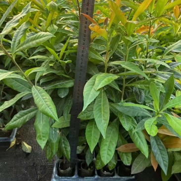 木荷树苗荷木苗经济林木材树何木绿化防火树荷木苗