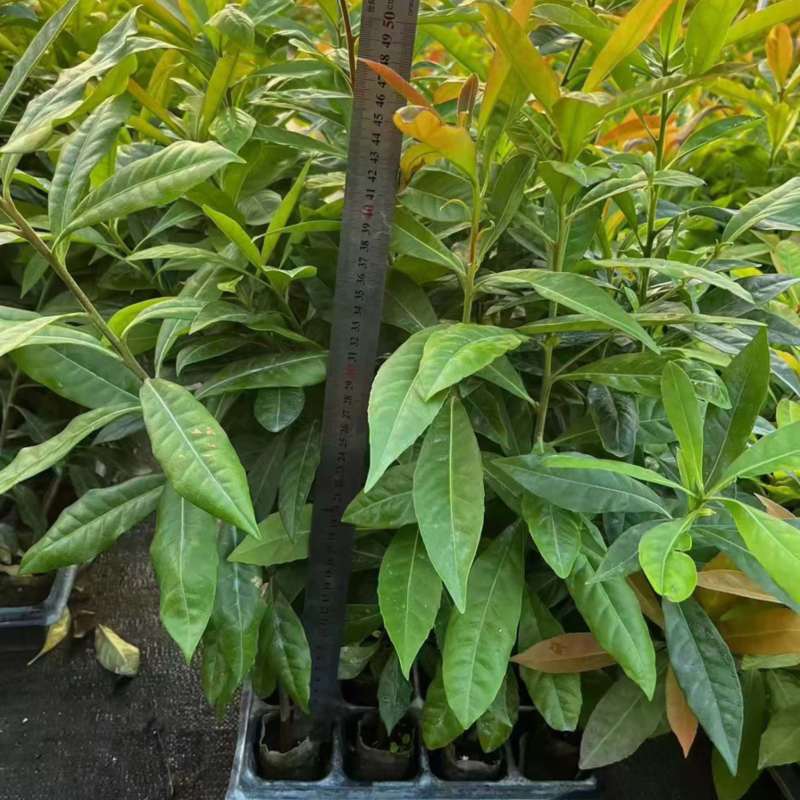 木荷树苗荷木苗经济林木材树何木绿化防火树荷木苗