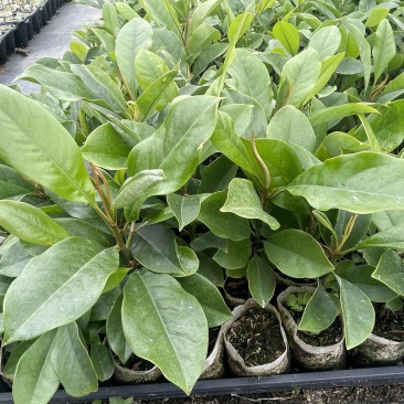 楠木苗醉香含笑树苗火力楠苗造林用材树火力楠袋苗包邮