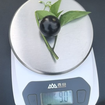嘉宝果鲜果，每天现场摘，5克以上及大果，品质有保障