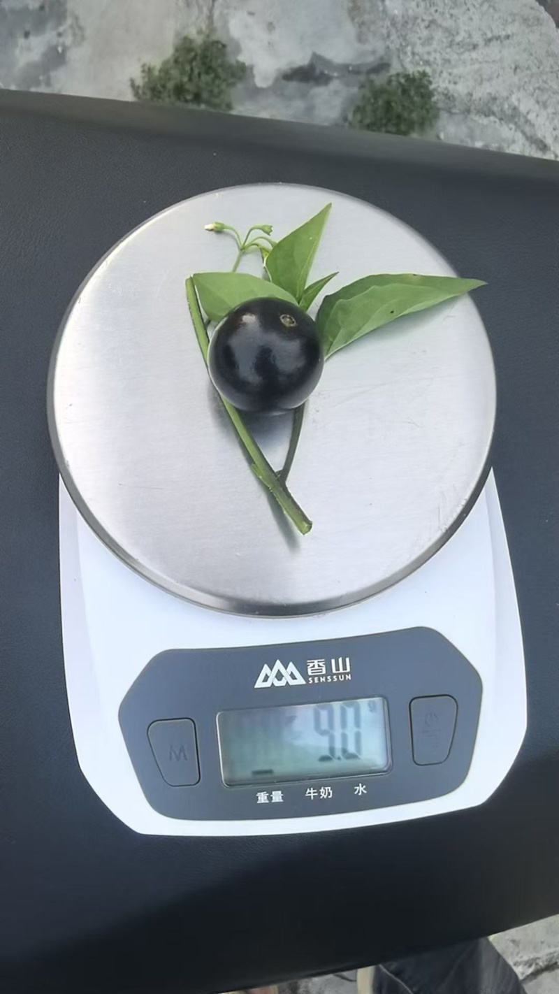 嘉宝果鲜果，每天现场摘，5克以上及大果，品质有保障
