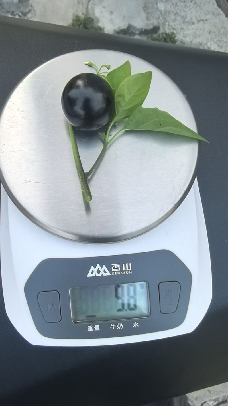 嘉宝果鲜果，每天现场摘，5克以上及大果，品质有保障