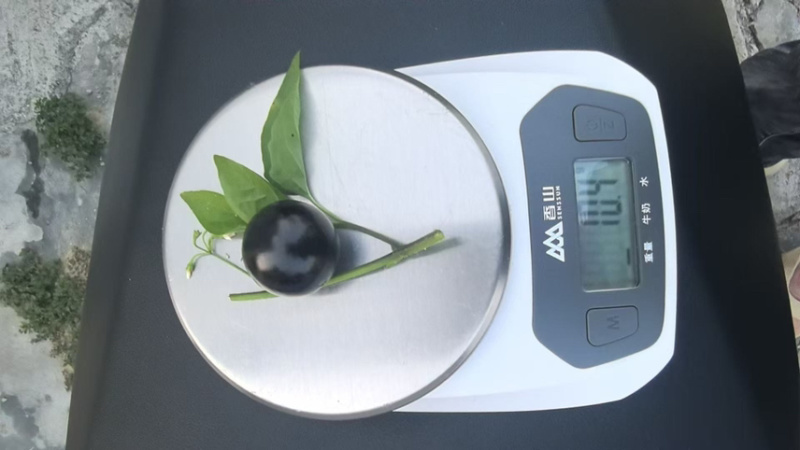 嘉宝果鲜果，每天现场摘，5克以上及大果，品质有保障