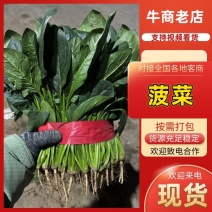 【热销】本地菠菜各种规格大量有货贱卖河北邯郸产地直发