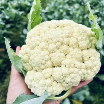 菜花/河南菜花/散花/松花菜/产地批发/全国供应市场电商