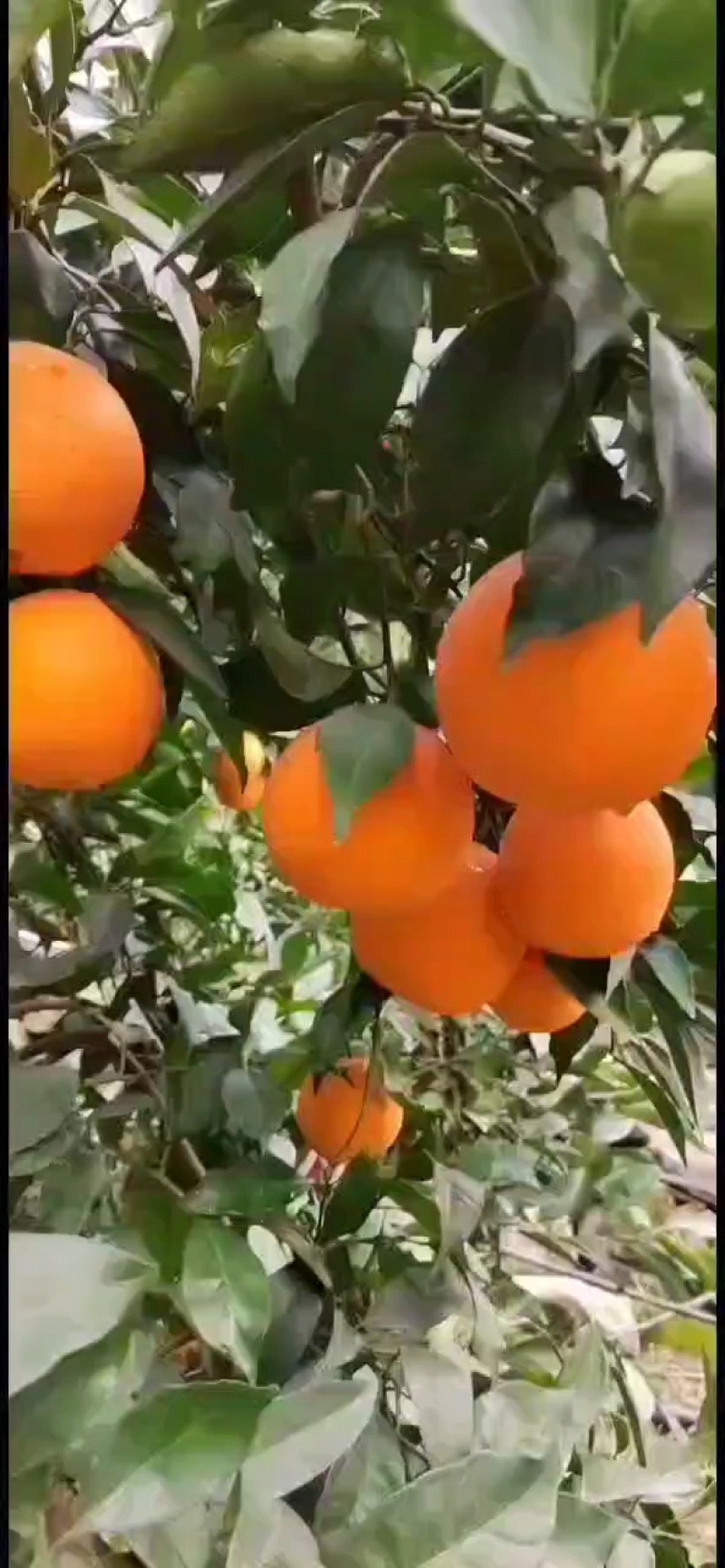 【普橙】湖北橙子，甜度高颜色红水分足现摘现发承接电商加工