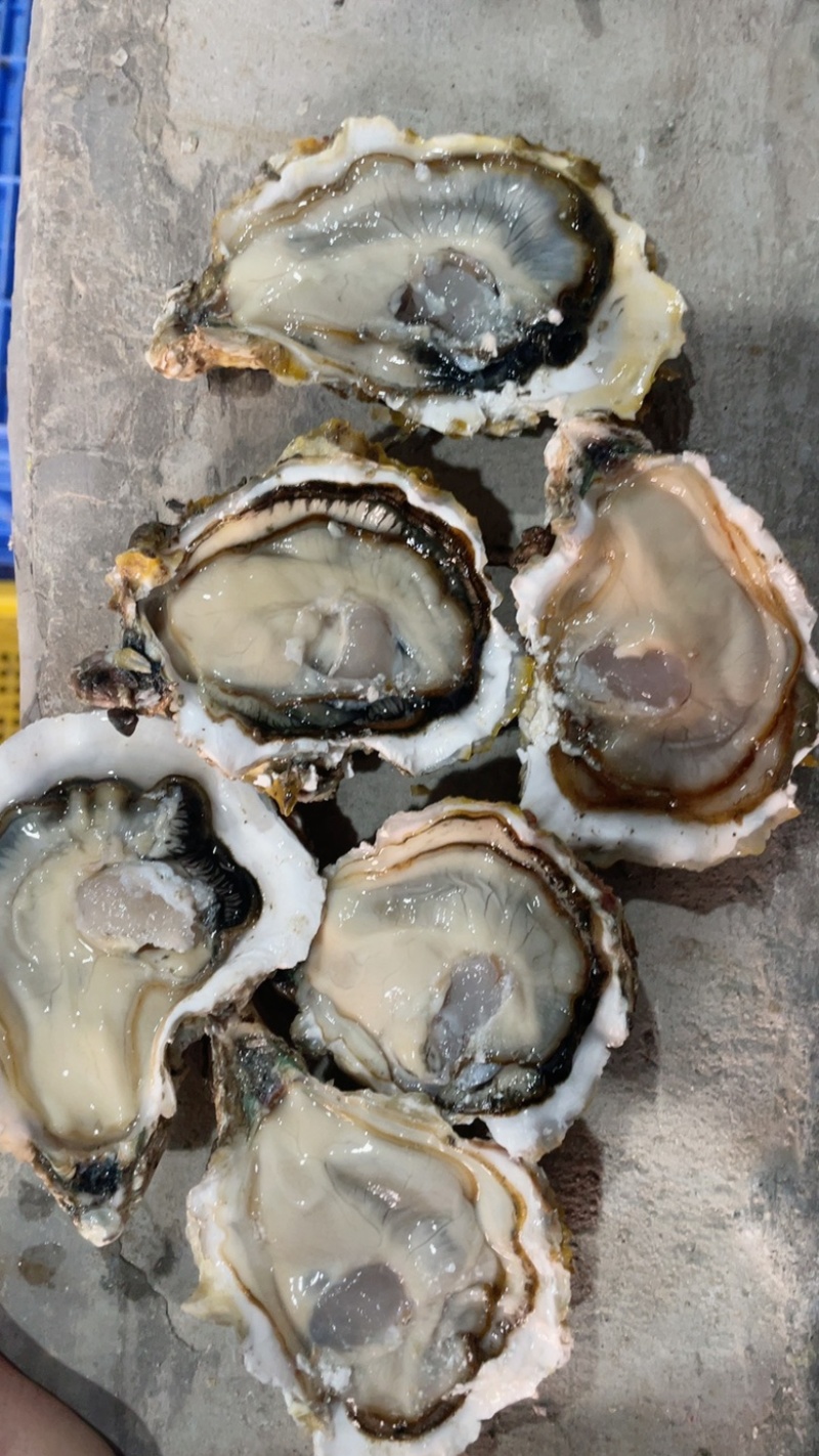 湛江三倍体，豆，1+。1.5+。2+。2.5+