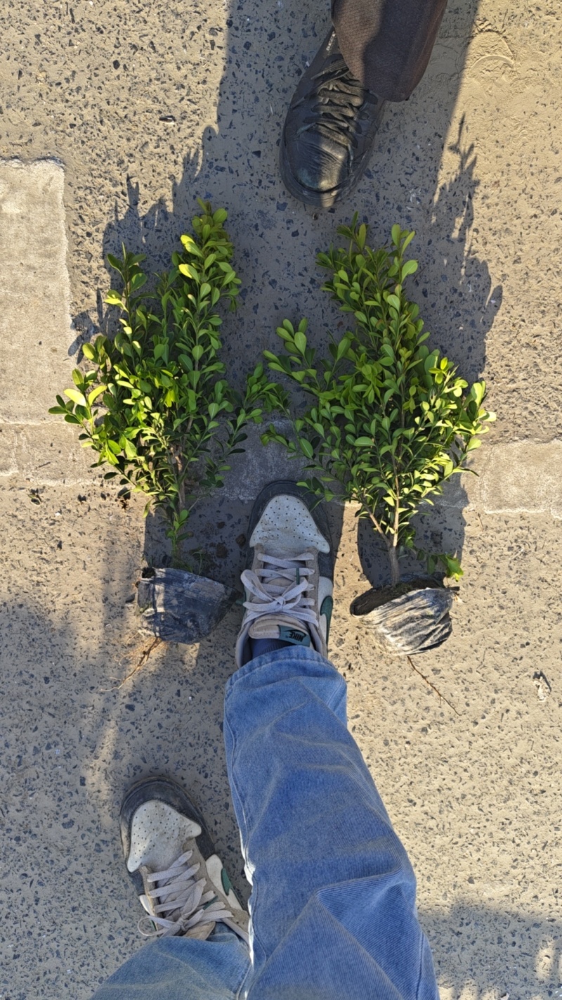 瓜子黄杨毛球
