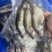 三去锁鲜鳜鱼仔