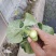 中花芥兰