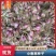 精品云南大理红葱头大量现货上市基地直发保质保量