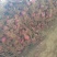 精品云南大理红葱头大量现货上市基地直发保质保量