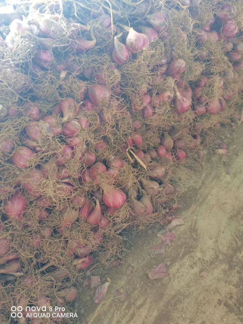 精品云南大理红葱头大量现货上市基地直发保质保量
