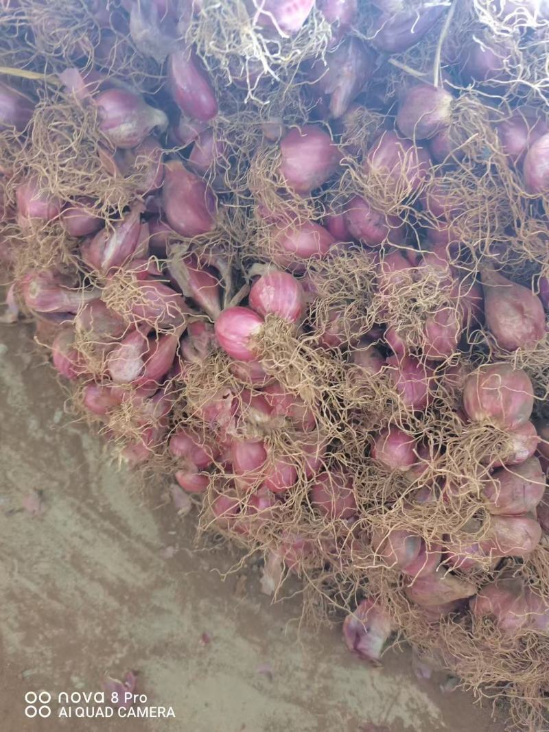 精品云南大理红葱头大量现货上市基地直发保质保量