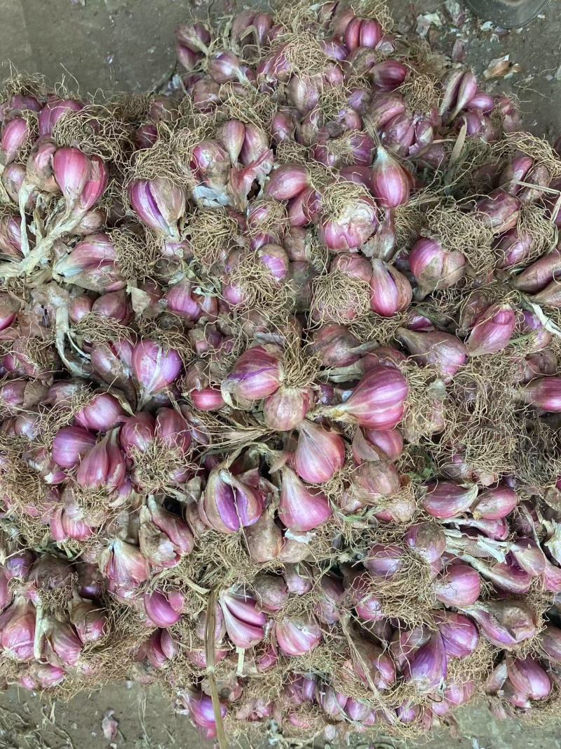 精品云南大理红葱头大量现货上市基地直发保质保量