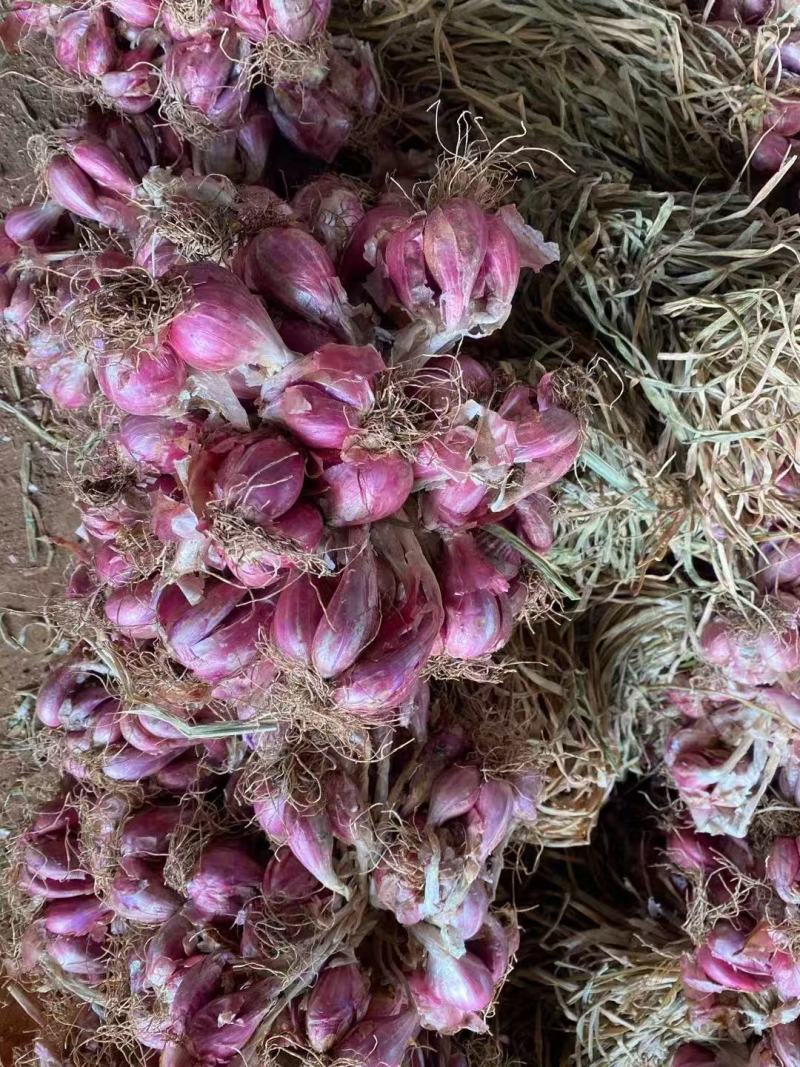 精品云南大理红葱头大量现货上市基地直发保质保量