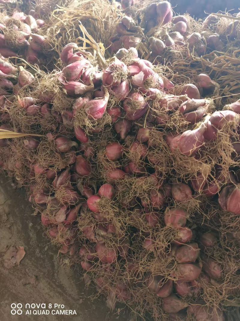 精品云南大理红葱头大量现货上市基地直发保质保量