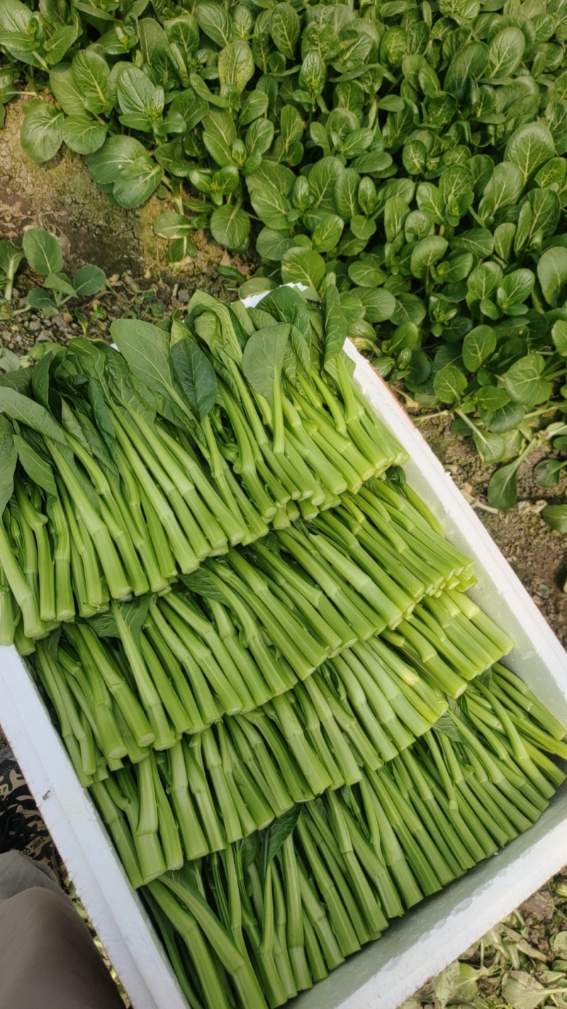 广东菜心又称菜薹价格实惠自产自销价格是全国发货