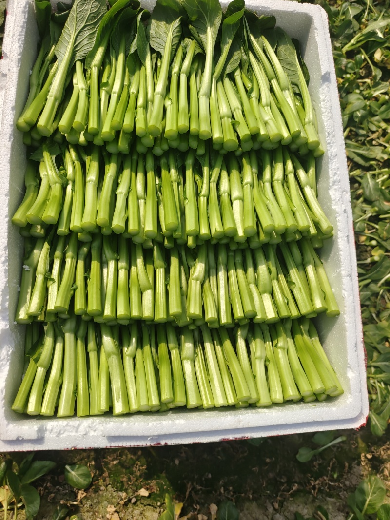 广东菜心又称菜薹价格实惠自产自销价格是全国发货